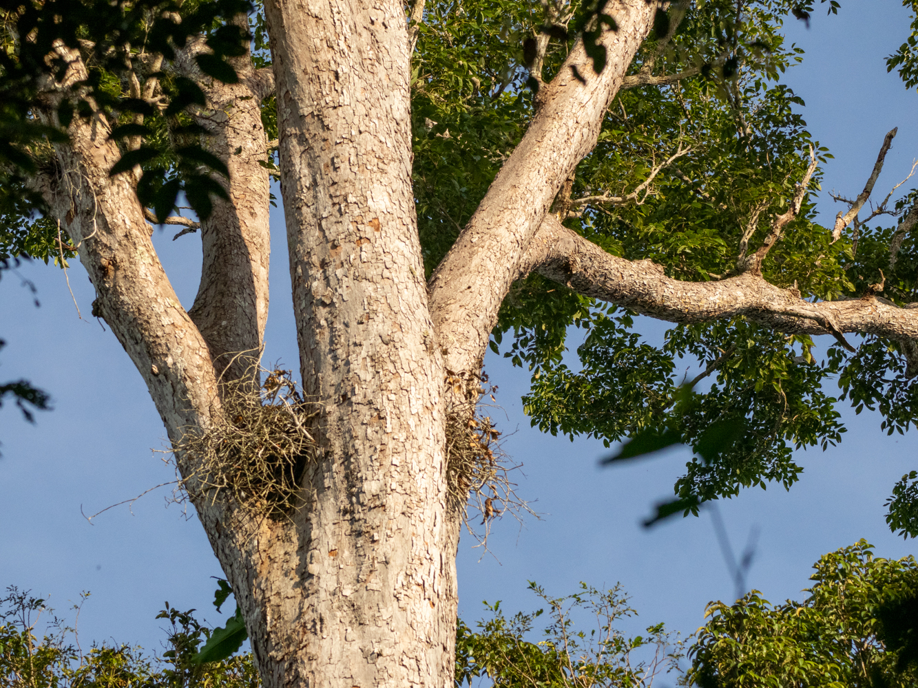 UIRACU FALSO / CRESTED EAGLE / MORPHUNUS GUIANENSIS